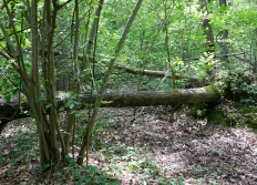 Rêves de forêts